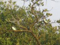 /album/photo-gallery-homepage1/white-collared-kingfisher-oman-dec-2005-jpg1/
